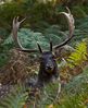 Autumn_Deerw1.jpeg