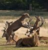 Autumn_Deerw3.jpeg