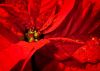 Poinsettia-5162-1_CC.jpg