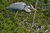 DSC_7945_Grey_Heron_and_Chicks.jpg