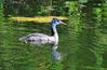 DSC_8838_Green_Universe.jpg