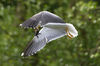 DSC_9400_Death_in_the_Afternoon.jpg