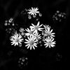 Filename=bw_flowers-5769.jpg
Filesize=396KiB
Dimensions=1000x1000
Date added=Sep 18, 2011 bw_flowers-5769.jpg