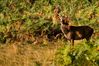 richmond_park_deers-6260.jpg