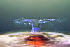 Water___Flash.jpg