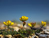 Beach_Flower.jpg