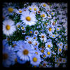 Blue_Flower.jpg