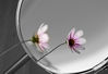 Mirrow-Flower2.jpg