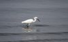 Little_egret_close_upQQQ.jpg
