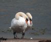 Swans_and_feather_copyXXX.jpg