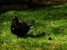 Mother_Hen_2_28Large29.jpg