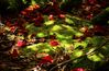 Filename=Woodland_Floor_28Large29.JPG
Filesize=469KiB
Dimensions=1280x842
Date added=Jun 12, 2015 Woodland_Floor_28Large29.JPG