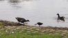 Lakeside_5279_on_the_run_res.jpg