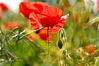 Abstract_Poppy_copy.jpg