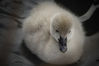 Soft_Cygnet_Down.jpg