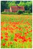 Chillterns_Poppy_Field.jpg