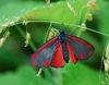 Cinnabar_moth_(Tyria_jacobaeae)_DSC_0265.jpg