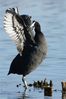 Filename=Coot.JPG
Filesize=40KiB
Dimensions=400x600
Date added=Aug 31, 2008 Coot.JPG