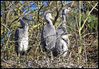 DSC_5217 Heron Chicks.jpg