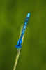 Damsel_Fly_on_stem.jpeg