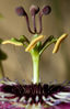 Flower.jpg