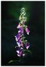 Foxglove.jpg