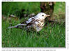 IMG_3995_Leucistic_small.jpg