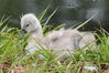 Ugly Duckling