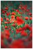 Poppies_1.jpg