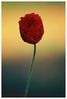 Poppy_in_Chilterns.jpg
