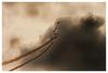 Red_Arrows_edited-3.jpg