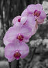 Filename=_MG_1530-Edit.jpg
Filesize=120KiB
Dimensions=424x600
Date added=Apr 26, 2009 _MG_1530-Edit.jpg