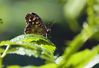 butterfly~0.jpg