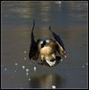 goose_sliding_in.jpg