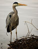 Filename=heron.jpg
Filesize=103KiB
Dimensions=765x1000
Date added=Apr 11, 2009 heron.jpg