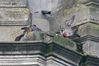 peregrine_falcon_4.jpg